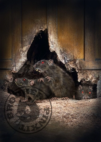 I Was Once a Haunted House cover